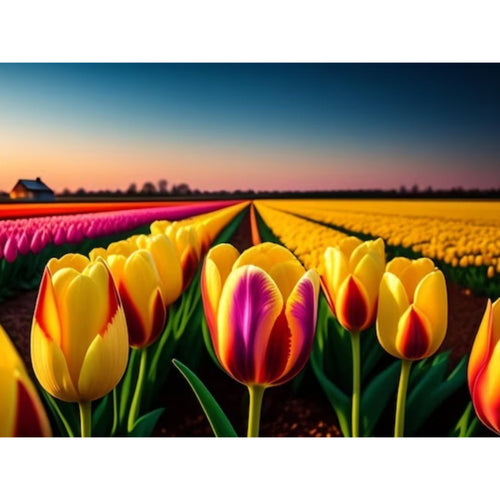 Tulpen Veld